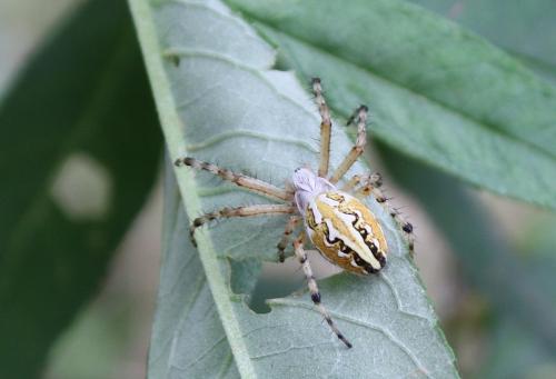Réf. 212 499 : Aculepeira armida